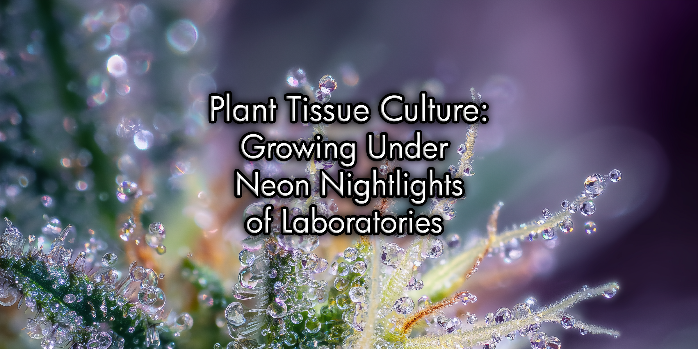 Plant Tissue Culture: Growing Under Neon Nightlights of Laboratories